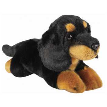 Resting black dachshund - medium