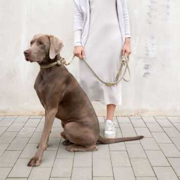 Dog leash - Mila