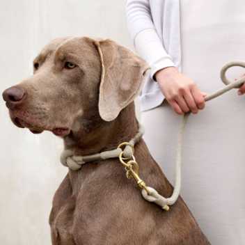 Dog collar - Mila