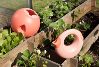 Ballo - coral rose - icon_6