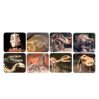 Projector - dinosaurs - icon_6