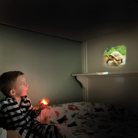 Projector - wild animals  - 1