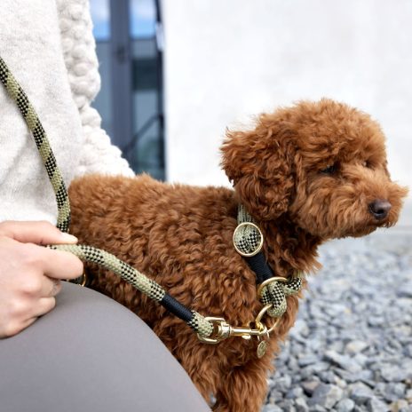 Dog leash - Willa - 1
