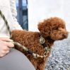 Dog leash - Willa - icon_1