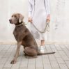 Dog leash - Mila - icon