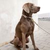 Dog leash - Mila - icon_2