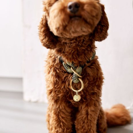 Dog collar - Willa - 2