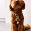 Dog collar - Willa - icon_2