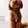 Dog collar - Willa - icon_1