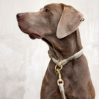 Dog collar - Mila - icon_1