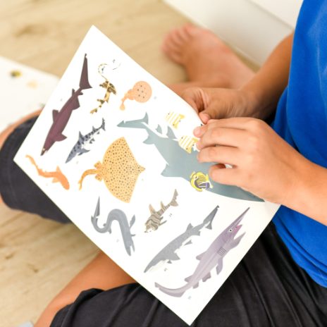 Discovery poster - sharks  - 4